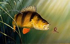 Pike Perch