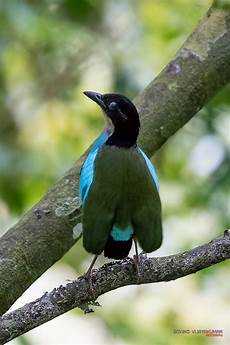 Pitta