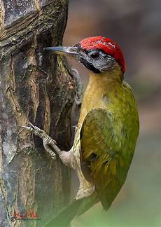 Pitta