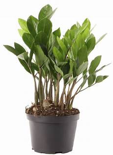 Plant Prod