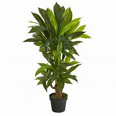 Plant Prod