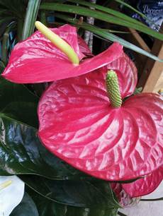 Plant