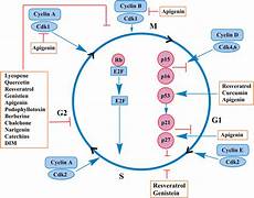 Podophyllotoxin