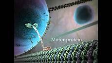 Proteins