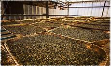 Puer Tea