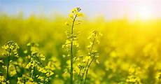 Rapeseed Oil