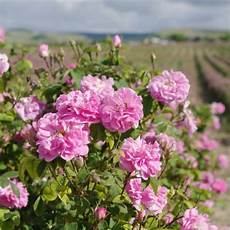 Rose Oil