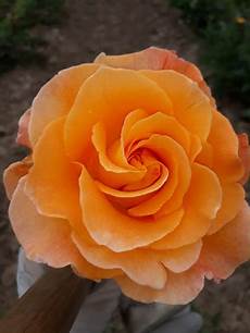 Rose Tea