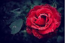 Rose Water