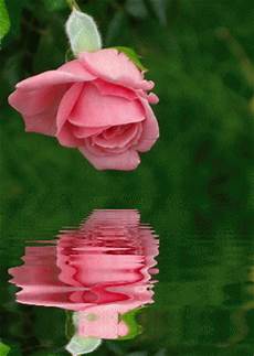 Rose Water