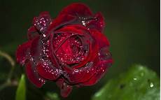 Rose Water