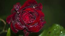 Rose Water