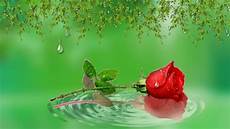 Rose Water