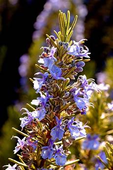 Rosemary Oils