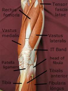 Tendon Bands