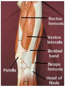 Tendon Bands