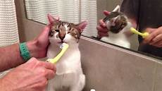 Toothbrushes