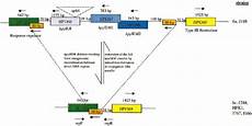 Transformation Primers