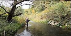 Trout