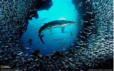 Tuna