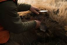 Turkey Meat