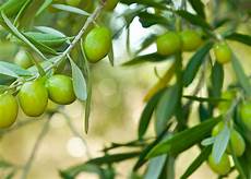 Vitasur Vinegar